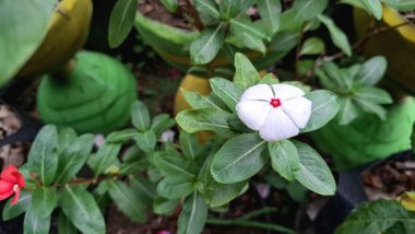 Yeşil Yeşiller ve Yağmur Damlalarıyla Doğal Işıkta Beyaz Periwinkle Çiçeği