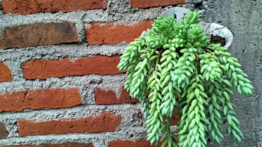 Lush Burro 's Tail Succulent (Sedum morganianum): Yeşil Kuyruk Kökleri ve Kalın Yaprakların Yakın Çekimi, Asılmak İçin İdeal