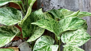 Altın Pothos (Epipremnum aureum): Dayanıklı Şeytan Sarmaşığı, Sersemletici Yeşiller Para Fabrikası