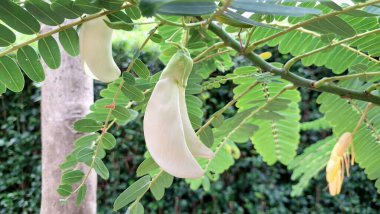 Sesbania Grandiflora 'nın beyaz çiçek tomurcukları ya da Focus' ta Agati Ağacı Asya mutfağında ve geleneksel tıpta kullanılan bitkisel yenilebilir çiçek.
