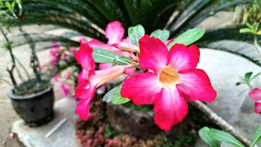 Kuru İklim ve Konteyner Bahçeleri İçin Pembe Adenyum Obesum Sersemletici Tropikal Lezzetli İdeal