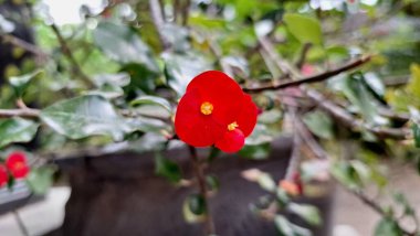 Sersemletici kırmızı dikenli taç (Euphorbia milii) çiçekleri, canlı renkleri ve eşsiz çiçekli yapılarını vurgulayarak tam çiçeklenmiştir..