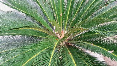 Yakın Odakta Cycas Revoluta Palm 'ın Yeşil Yaprakları Botanik ve Bahçe Teması İçin Egzotik Tropikal Bitki Dokuları