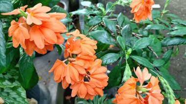 Canlı turuncu Firecracker Flowers 'ın (Crossandra infundibuliforis) doğal ışık altında güzel bir şekilde çiçek açarak benzersiz formlarını gösterirler.
