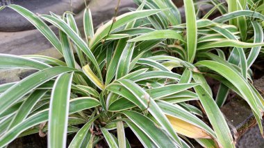 Hava Arındırıcı Örümcek Bitkisi (Chlorophytum comosum): Ayırt edici Beyaz Kenarlı Yaprakları, Sürdürülebilir Ofis ve Yeşillik İçin İdeal