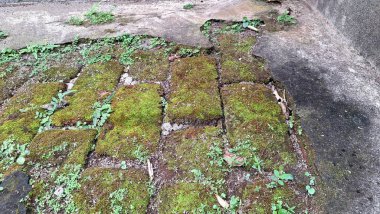 Yeşil yosunlarla kaplı eski tuğlalar dokulu bir yüzey ve şablon gösterir, doğal veya eskimiş kavramlar için yosunlu bir arka plan olarak idealdir.