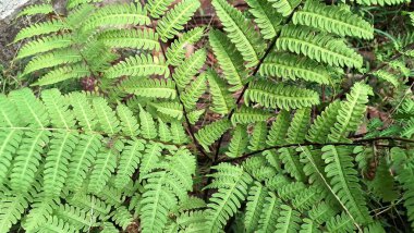 Woodland Ormanı 'ndaki Vahşi Hassas Fern Yaprakları' nın (Onoclea Hassasiyeti) Kapanışı, Yeşil Doğa Geçmişi