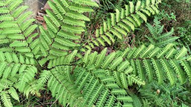 Yaz Ormanı 'nda Hassas Eğreltiotu Bitkileri, Onoclea Sensibilis' in Vahşi Yaprakları, Eğrelti Yaprağı Dokuları