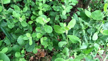 Yeşil Hint Kafur Yaprakları (Pluchea Indica) ile Yakın Temas: Bu Sağlık ve Botanik Teması İçin İlaç Bitkisinin Bitkisel Güzelliğini ve Aromatik Kalitelerini Gösterme