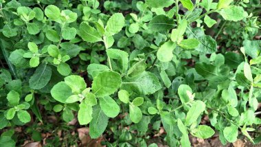 Yeşil Hindistan Kafur Yosunu, Geleneksel Tıp ve Aromatik Şifa Tedavilerinde Kullanılan Pluchea Indica Bitkisi Bırakıyor