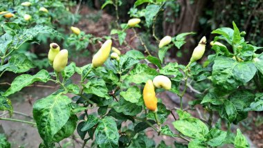 Çeşitli mutfaklarda istenen ısı ve lezzeti vurgulayan yoğun renkli kırmızı biber kümesi..