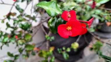 Parlak güpegündüz yakalanan dikenli çiçeklerden oluşan parlak kırmızı taç (Euphorbia milii), karmaşık çiçek desenlerini vurguluyor.