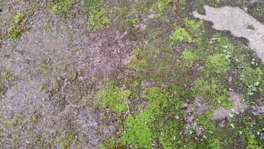 Eski tuğlalar ve yeşil yosunların doğal bileşimi dokulu ve organik bir yüzey yaratır. Zaman ve doğayı resmeden arka planlar için mükemmeldir.