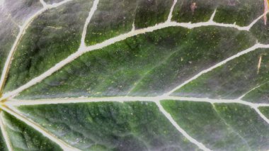 Macro shot of Anthurium Kristal Kadife Yaprak, Orman Bahçesinde belirgin beyaz damarları olan Doğal Tropikal Yeşil Yaprak