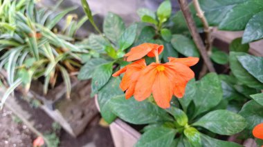 Şeftali Fişeği Çiçekleri (Crossandra infundibuliforis) çiçek açıyor, canlı portakal çiçekleri sergiliyor ve yeşil yapraklarla açan tropikal şeftali Crossandra 'nın yakın plan detaylarını gözler önüne seriyor.