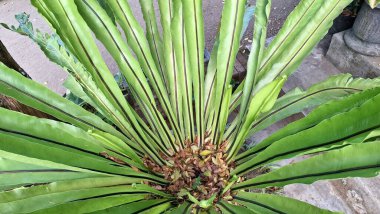 Kuş Yuvası 'nın Eğreltiotu Yaprak Asplenium Nidus' unun Yuvarlak Rosette Şekli ve Görünür Sorus Yeraltı Popüler Süsleme Bitkisi
