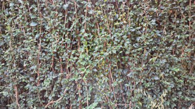 Detaylı ve canlı yeşil Acalypha Siamensis çit yaprakları (hiç kimse) doğal dekoratif bir arka plan ve duvar kağıdı oluşturur.