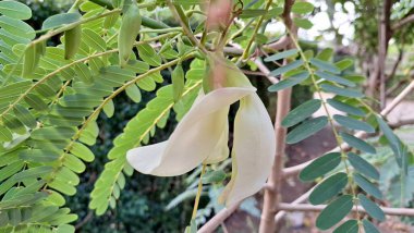 Sesbania Grandiflora 'nın Beyaz Çiçekleri veya Hummingbird Ağacı Yenilebilir Tropikal Çiçekler Güneydoğu Asya Mutfağı ve Bitkisel Tıp