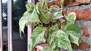 Epipremnum aureum (Altın Pothos): Güzel Şeytan Sarmaşığı, Para Fabrikası, Kapalı Bahçeler İçin Popüler