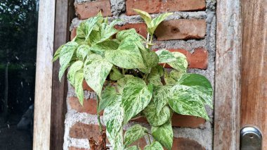 Canlı Altın Pothos (Epipremnum aureum): Şeytanın Sarmaşığı, Para Fabrikası, Kolay Bakım İçin En İyi Seçim