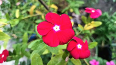 Su Damlacıklarıyla Kırmızı Periwinkle Çiçeği Tropik Bahçe Işığı Gülü