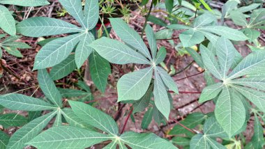 Çoklu Cassava Yaprakları 'nın canlı yeşil dokusu (Manihot esculenta), Doğa Temalı Arkaplan ve Tasarımlar İçin Mükemmel Taze ve Organik Desenler Oluşturur.