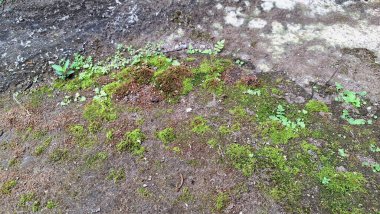 Yaşlanmış ve yıpranmış tuğlalar canlı yeşil yosunlarla kaplıdır. Bu eski duvar arka planında eşsiz bir doku ve desen oluştururlar.