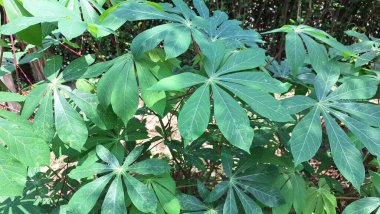 Lush Green Cassava Leaves (Manihot esculenta) Yoğun Tropikal Yaprak Arkaplanı, Doğal Duvar Kağıtları ve Botanik Resimleri İçin İdeal.