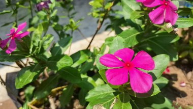 Su Damlacıklarıyla Pembe Periwinkle Çiçeği Tropik Bahçe Işığında Kataranthus Gülü