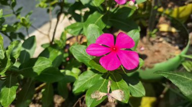 Taze Pembe Vinca (Catharanthus gülü) Su İncileri Popüler Süslü Çiçek