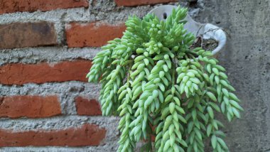 Sağlıklı Sedum morganianum: Uzun Kökler ve Kalın Yeşil Yapraklarla Dolu Bitki Asmak