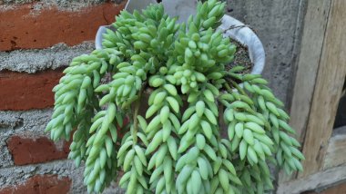 Akan Yeşil Sanat: Burro 'nun Kuyruk Bitkisi, Doğal Ev Aksanları İçin Düşük Bakım Sulu