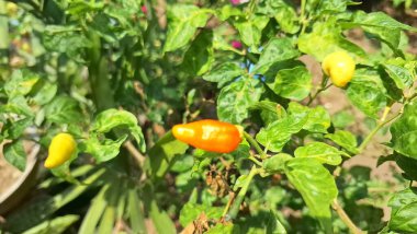 Biber yüklü sağlıklı biber bitkileri, başarılı tarım ve tarım bolluğunu resmediyor..