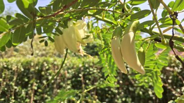 Sesbania Grandiflora Ağaç dalında Beyaz Yenilebilir Çiçekler Tropik Tropikal Çiçekler Bulaşıklarda ve Doğal Bitkisel Tedavilerde Kullanılıyor