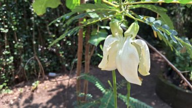 Beyaz Sesbanya 'nın Macro Fotoğrafı Büyük Çiçek Tropikal Yenilebilir Bitki Geleneksel Asya Tabaklarında Popüler Bitki Özellikleriyle