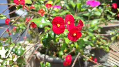 Dikenli kırmızı taç (Euphorbia milii) keskin odak noktasında, onların narin ve canlı güzelliklerini ortaya çıkarır..