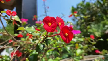Taze yeşil yapraklı Euphorbia milii (Dikenli Taç) 'nin güzel kırmızı çiçekleri, tropikal bitki örtüsünün canlı bir görüntüsü..