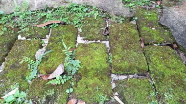 Eski tuğlalar ve yeşil yosunların doğal bileşimi dokulu ve organik bir yüzey yaratır. Zaman ve doğayı resmeden arka planlar için mükemmeldir.
