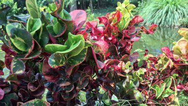 Codiaeum çeşitliliğinin tropikal çevresindeki çok renkli Croton Yaprakları Süslü Bahçe ve Dekorasyon İçin Kırmızı Yeşil ve Pembe Renkleri Gösterir