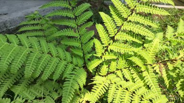 Yeşil Fern Yaprakları Doğal Orman 'da Yakın Çekim, Onoclea Hassasiyeti Yazın Vahşi Yeşillik Arkaplanı