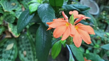 Şeftali Fişeği Çiçeği (Crossandra infundibuliforis) çiçek açar ve çiçek açan bir kestane fişeği bitkisinden canlı turuncu bir Aboli çiçeği ayrıntısı, bir tropikal şeftali çiçek kümesi