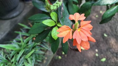 Parlak şeftali rengi Fişek Çiçekleri (Crossandra infundibuliforis) tropikal bir ortamda yemyeşil yaprakların arasında narin çiçekleri ortaya çıkarır.