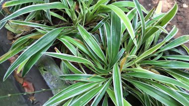 Beyaz Çizgili Yemyeşil Örümcek Yaprağı: Ev ve Ofis Alanlarında Doğal Dekorasyon ve Hava Arındırma İçin Popüler Kapalı Ev Bitkisi (Chlorophytum comosum)