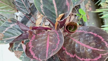 Canlı Calathea Roseopicta Ev Bitkisi Ayrıntılı Yaprak Yapısı ve Doğal Ot Arkaplanındaki Renkli Damarlar