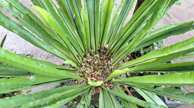 Tropikal Asplenium nidus Bird 's Nest Eğreltiotu Yaprak Makro Sorus Deseni ve Dekoratif Yuvarlak Yaprak Düzenleme
