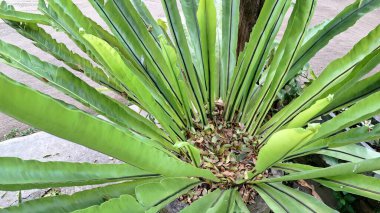 Kuş Yuvası Eğreltiotu Yaprak Asplenium nidus nidus yakın çekim Merkezi Spiral oluşum ve Sorus Doku Tropikal Bahçeler Popüler