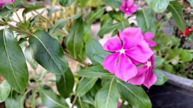 Su Damlacıklarıyla Pembe Periwinkle Çiçeği Tropik Bahçe Işığında Kataranthus Gülü