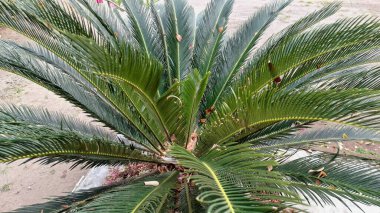 Sago Palm 'ın Doğal Dokuları (Cycas Revoluta) Yakından Görünümlü Yapraklar, Botanik Resimler ve Şablonlar İçin Harika