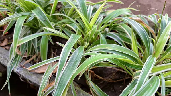 Hava Arındırıcı Örümcek Bitkisi (Chlorophytum comosum): Ayırt edici Beyaz Kenarlı Yaprakları, Sürdürülebilir Ofis ve Yeşillik İçin İdeal