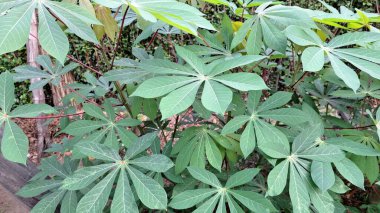 Çoklu Cassava Yaprakları 'nın canlı yeşil dokusu (Manihot esculenta), Doğa Temalı Arkaplan ve Tasarımlar İçin Mükemmel Taze ve Organik Desenler Oluşturur.